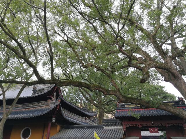 普濟禪寺