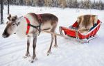 Ewenki Reindeer Park