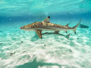 波拉波拉島環礁湖水族館