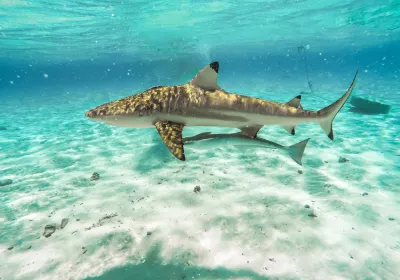 Bora Bora Lagoonarium