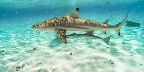 波拉波拉島環礁湖水族館