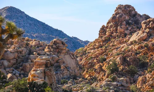 Joshua Tree National Park