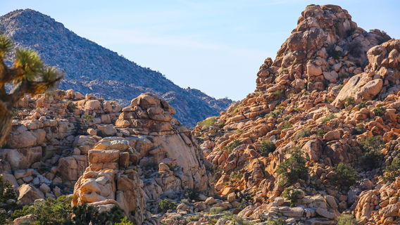 Joshua Tree National Park