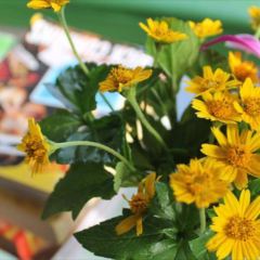 Song Huong User Photo