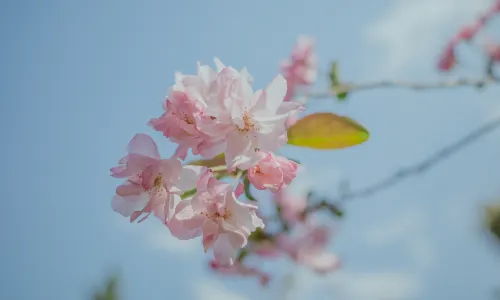 ภูเขาหยวนทง