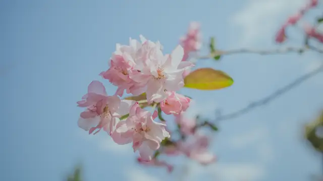 Cherry Blossom Viewing in Kunming