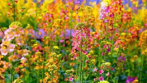 Leshan Qianwei Longmen Flower Sea Scenic Area