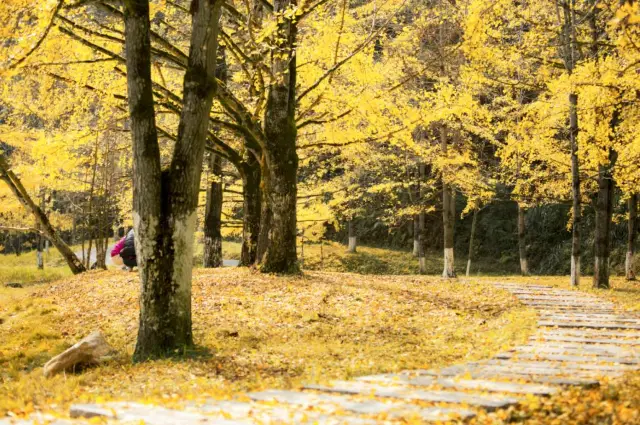 Ginkgo Viewing in Nanxiong