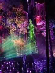 Dream Forest Langkawi