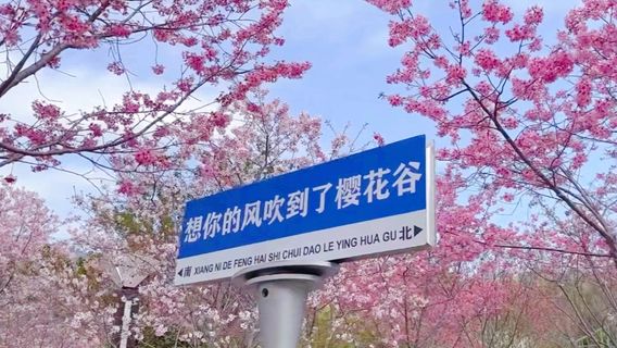 Yutan Cherry Blossom Valley Scenic Area