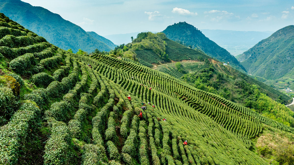 Tea Picking in Hanzhong