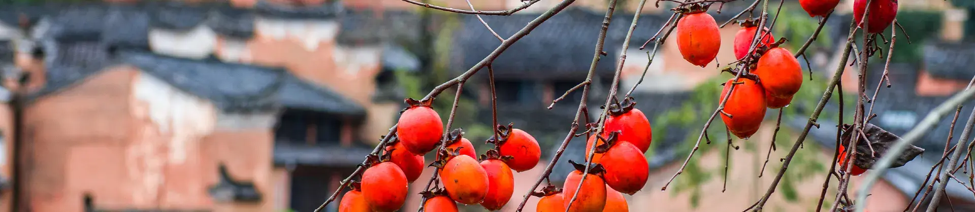 Fall Viewing Attractions