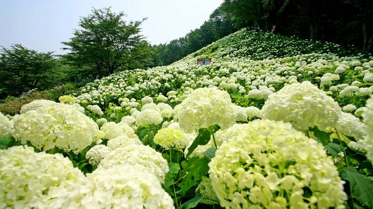 Hydrangea Festival at Wonderful Nature Village | Akiruno