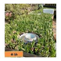 粉嶺#永霖休閒農莊買花啦！一定比花店平，選擇好多嘅！