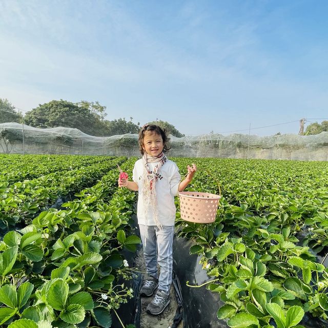 #親子游#快閃去咗朗屏士多啤梨葡萄園摘漿果