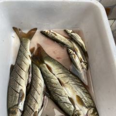 天赐鱼泉 User Photo