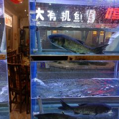 Xiangweitucaihuoyuguan (shinianlao) User Photo