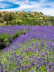 Ben Lomond Lavender Farm