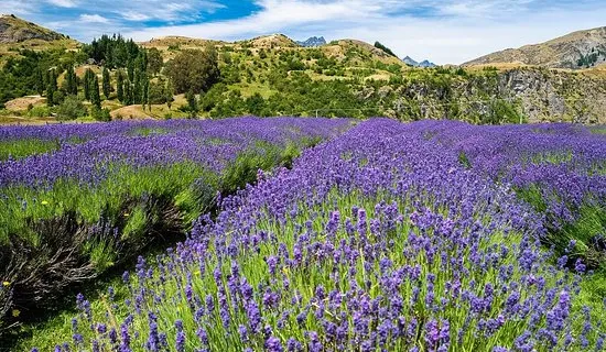 Ben Lomond Lavender Farm
