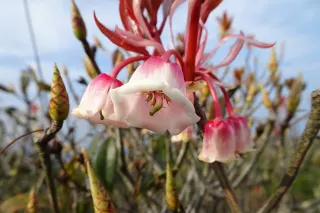 香港賞花21 全年賞花時間表12大品種開花時間 地點一覽遊記攻略 Trip Com遊玩攻略