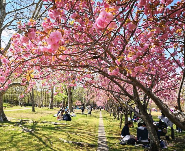 万博記念公園attractions 大阪travel Review Travel Guide Trip Com