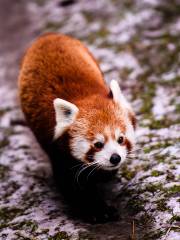 西寧野生動物園歡樂谷