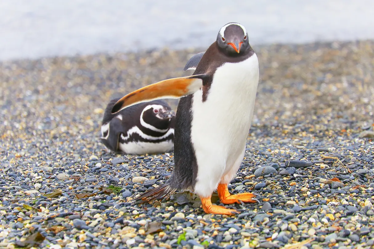 5_Cuverville Island Penguin Watching