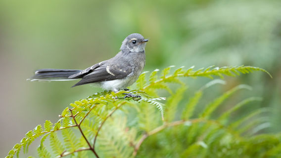 Yanchep National Park
