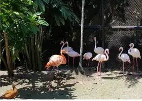 Penang Bird Park