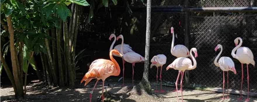 Penang Bird Park