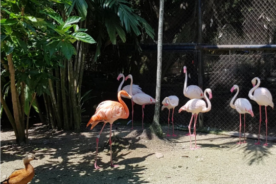 檳城飛禽公園