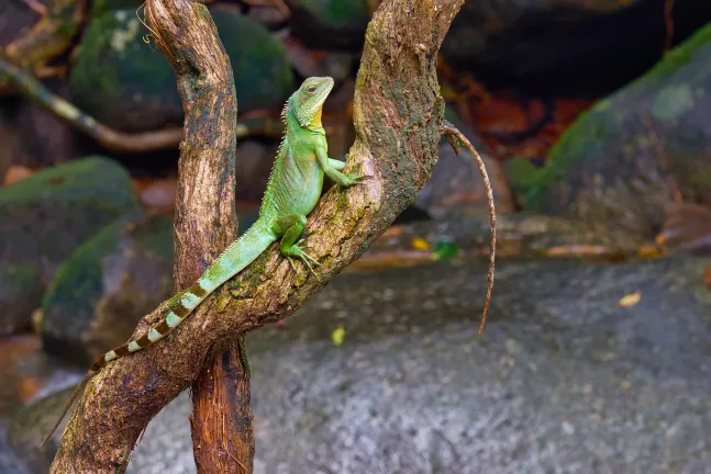 Разрешено размещения с домашними животными Отели в г. Пай