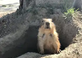 天鵝湖動物基地