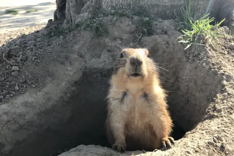 Swan Lake Animal Park
