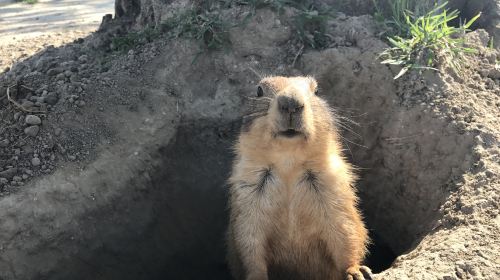 天鵝湖動物基地