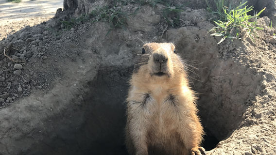 Swan Lake Animal Park