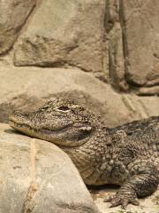 Chinese Alligator Lake