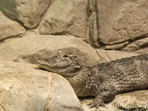 Chinese Alligator Lake