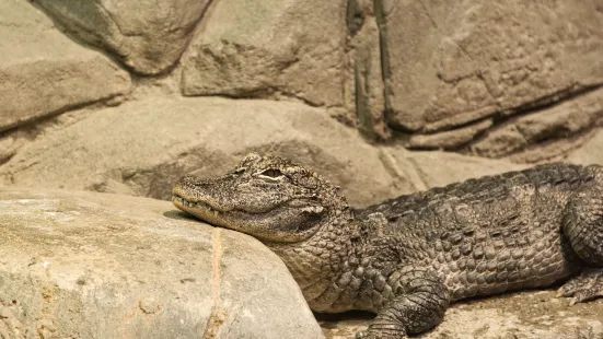 Chinese Alligator Lake