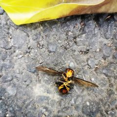 Masuya Miyako張用戶圖片