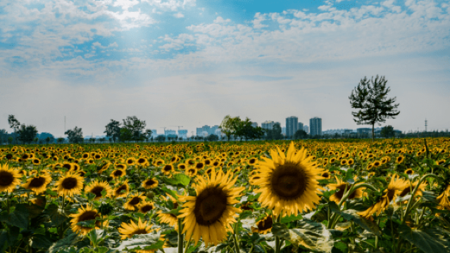 Fanglan Sunflower Sea