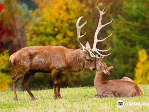 Wildpark Aurach