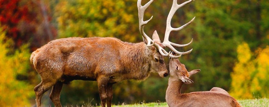 Wildpark Aurach