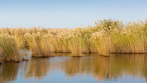 Yellow River Estuaries