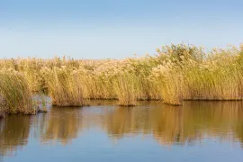 Yellow River Estuaries