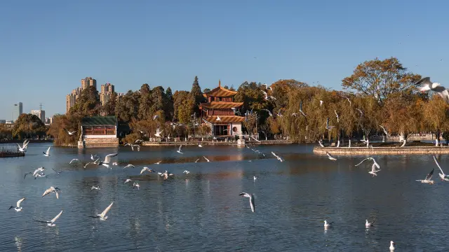 Red-billed Gull Watching in Kunming