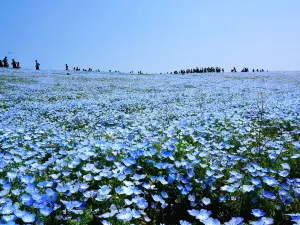 Hitachi Seaside Park