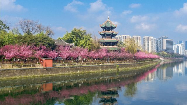 Plum Blossom Viewing in Chengdu