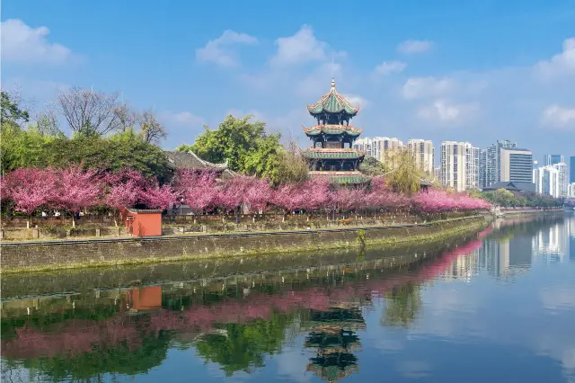 Chengdu Plum Blossom Viewing