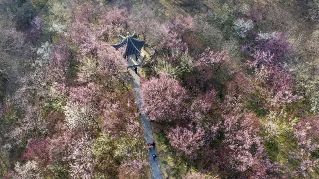Yangzhou Appreciation of Plum Blossoms